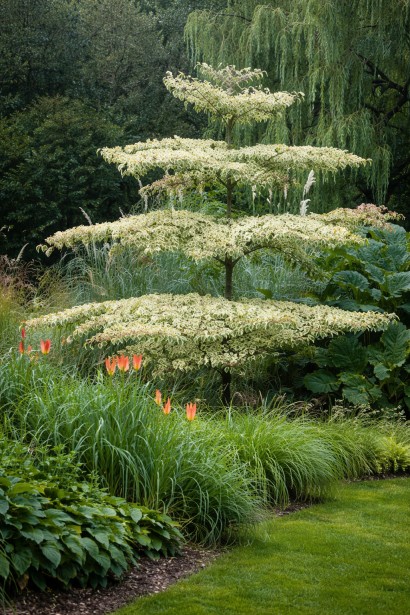 Дерен спірний Варієгата